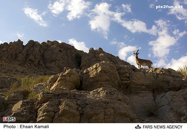 عکس از بز کوهی در پارک پردیسان بجنورد