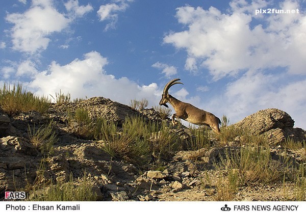 عکس از بز کوهی در پارک پردیسان بجنورد
