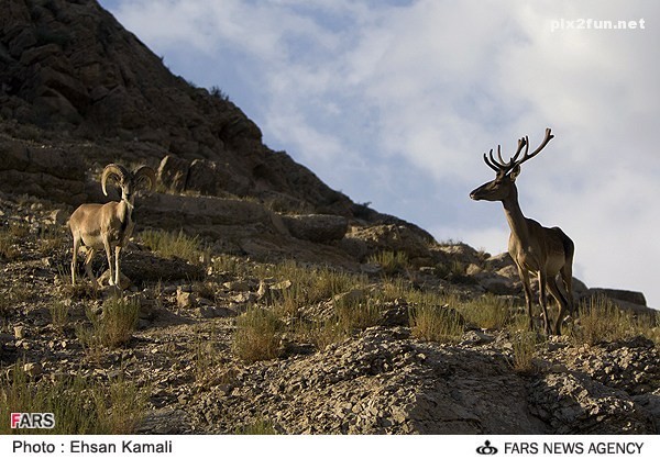 عکس از گوزن در پارک پردیسان بجنورد 