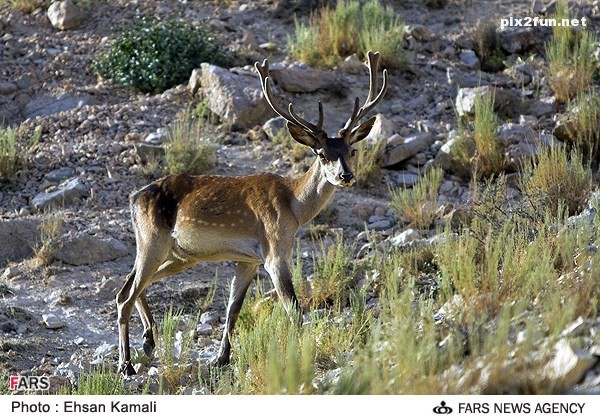 عکس از گوزن در پارک پردیسان بجنورد 