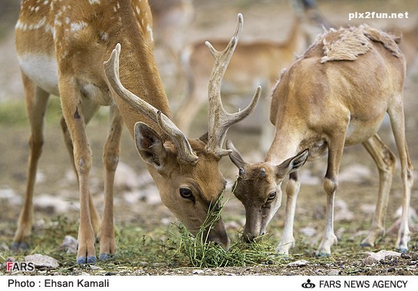 عکس از گوزن در پارک پردیسان بجنورد 