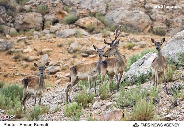 عکس از گوزن در پارک پردیسان بجنورد 