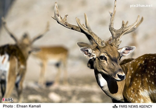 عکس از گوزن در پارک پردیسان بجنورد 