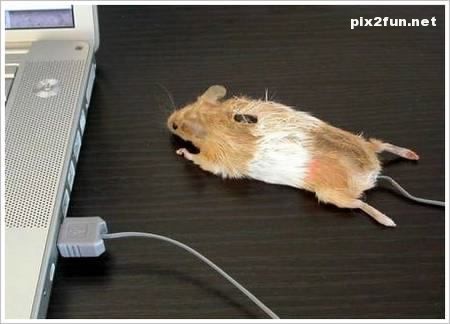 عکس از موس های عجیب غریب