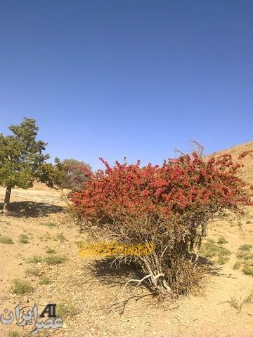 عکس کاربران