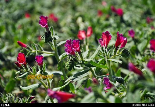 برداشت گل گاو زبان - اراک (عکس)