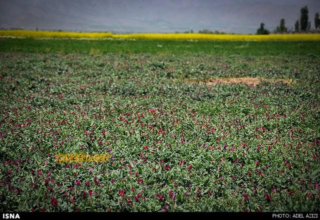 برداشت گل گاو زبان - اراک (عکس)