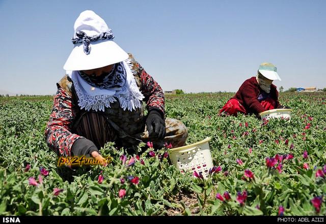 برداشت گل گاو زبان - اراک (عکس)