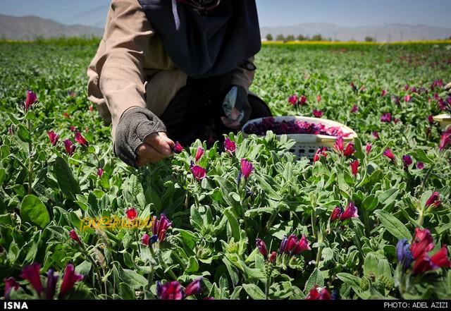 برداشت گل گاو زبان - اراک (عکس)