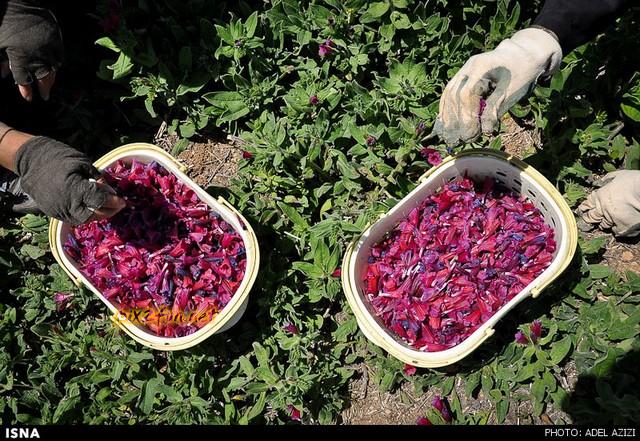 برداشت گل گاو زبان - اراک (عکس)