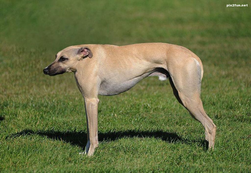 عکس از حیوانات بدون گردن