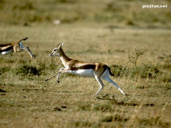 عکس های جدید از آهو کوهی