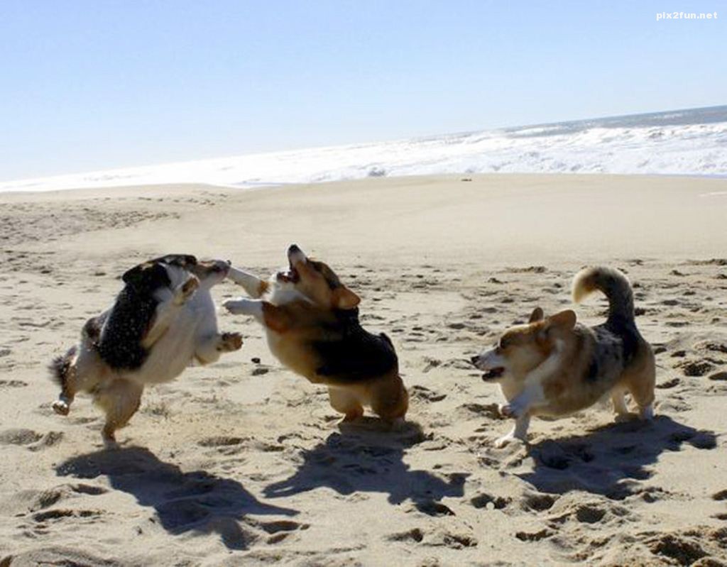 عکس از حیوانات بدون گردن