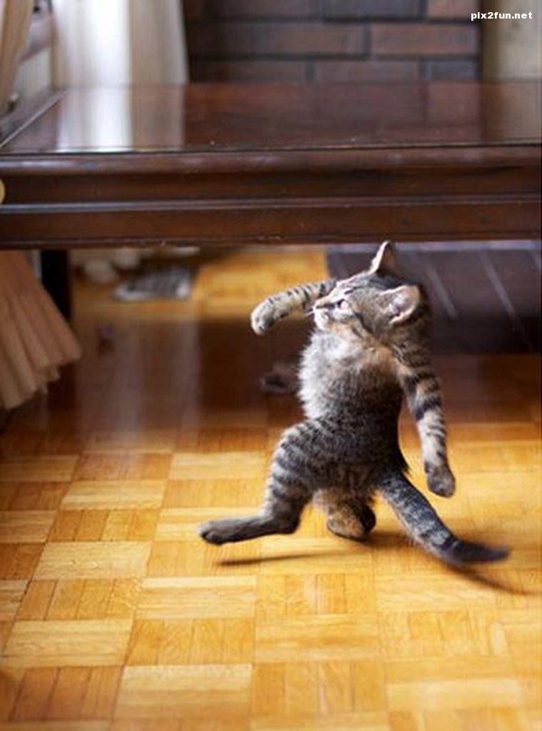 عکس از حیوانات بدون گردن