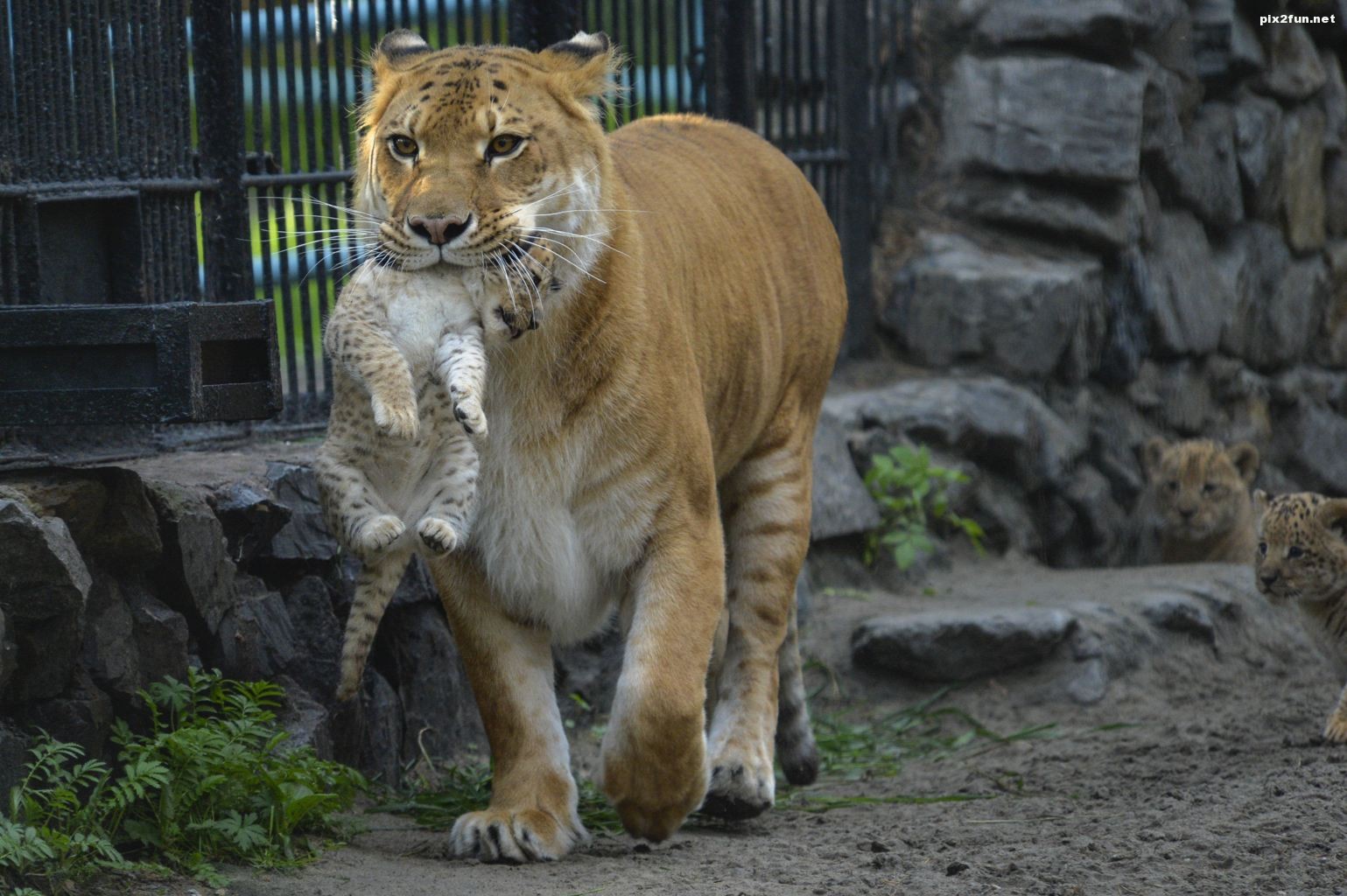 عکس های بسیار زیبا از ورجه وورجه کردن توله شیر