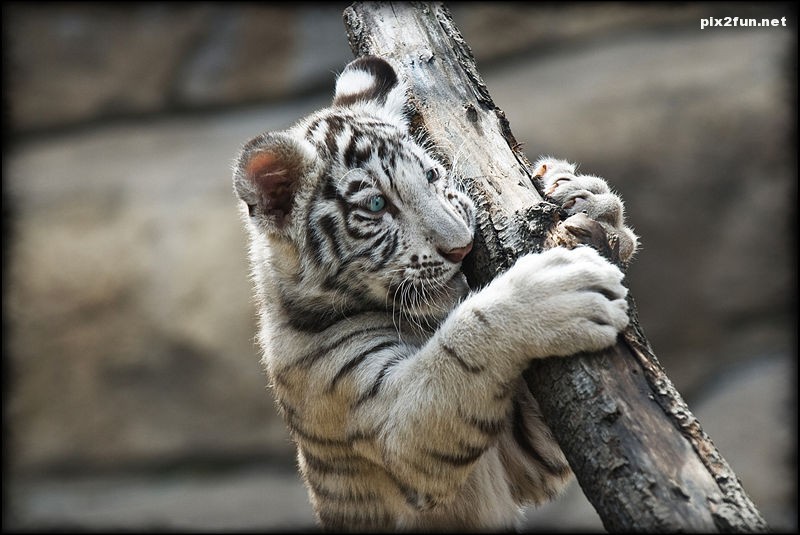 عکس از ببر های سفید