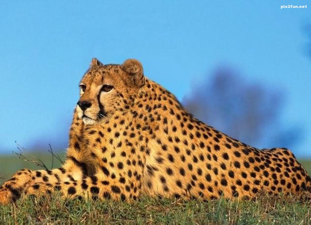 عکس از حیوانات بدون گردن