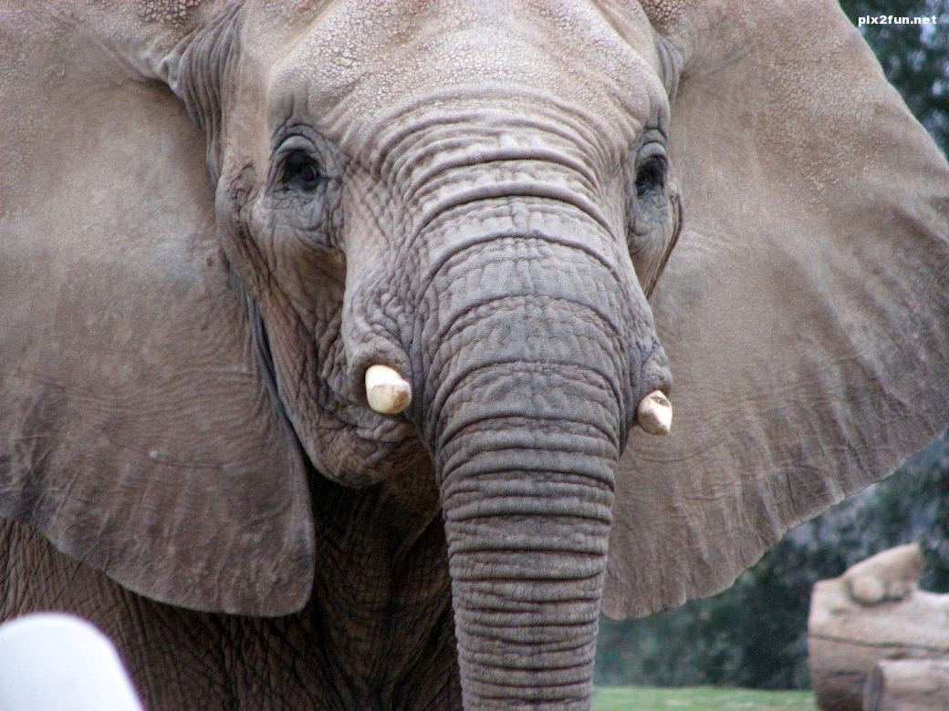 African_Elephant2