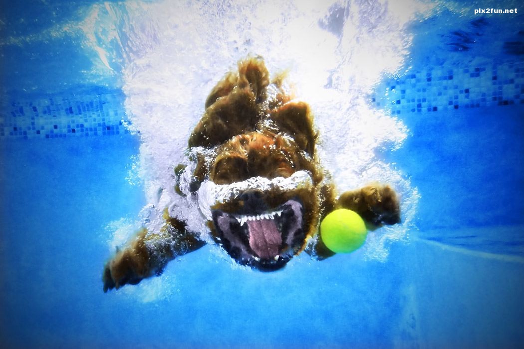 عکسهای جالب از سگ زیر آب