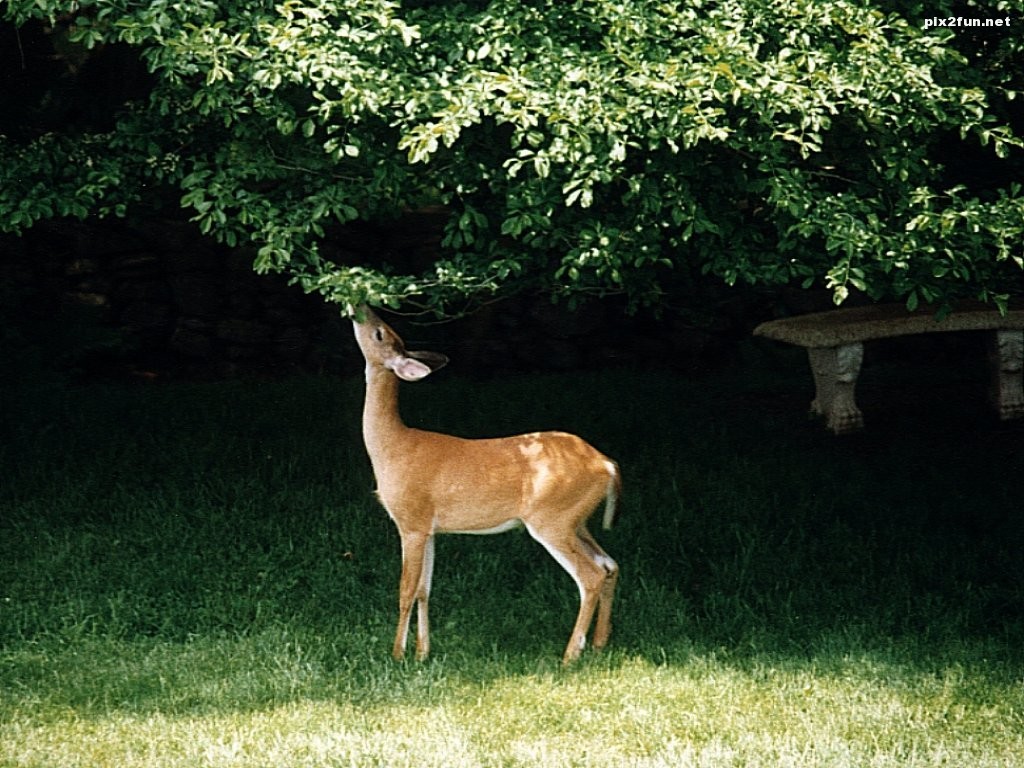 Baby-deer_eating_leaves (1)