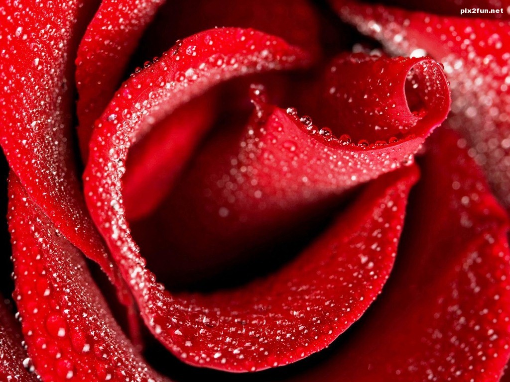 Big-red-rose-wallpaper