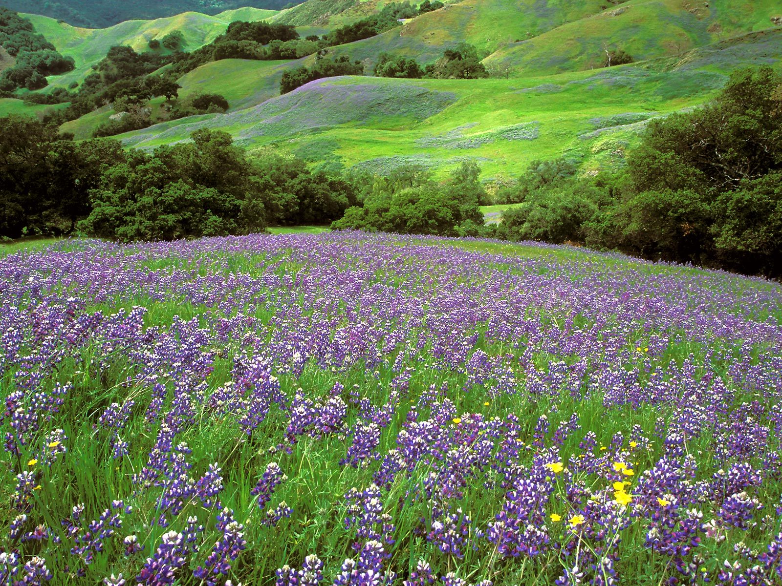 http://www.pix2fun.net/wp-content/uploads/California-Dreaming-Lupine-Field-Cambria-California.jpg