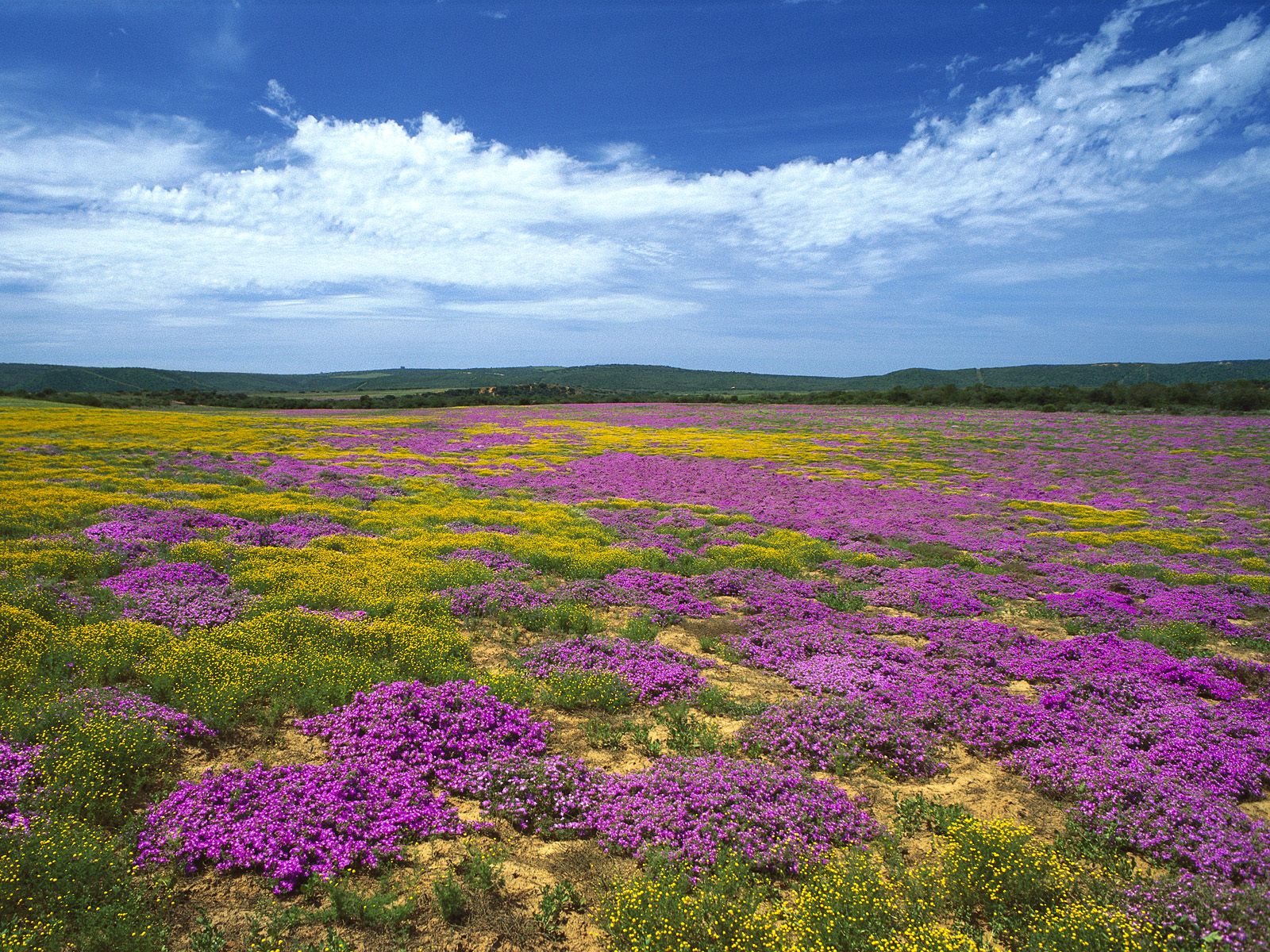 http://www.pix2fun.net/wp-content/uploads/Dew-Flowers-Eastern-Cape-South-Africa.jpg