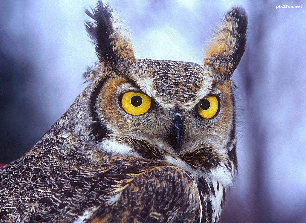 Eagle-Owl-499245