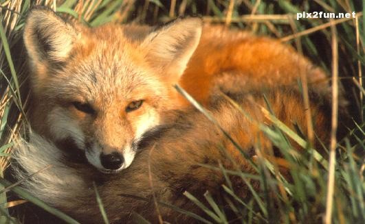 عکس های جدید از روباه