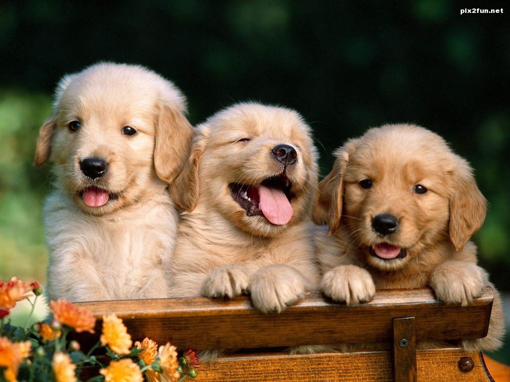 Golden_Retriever_Puppies1
