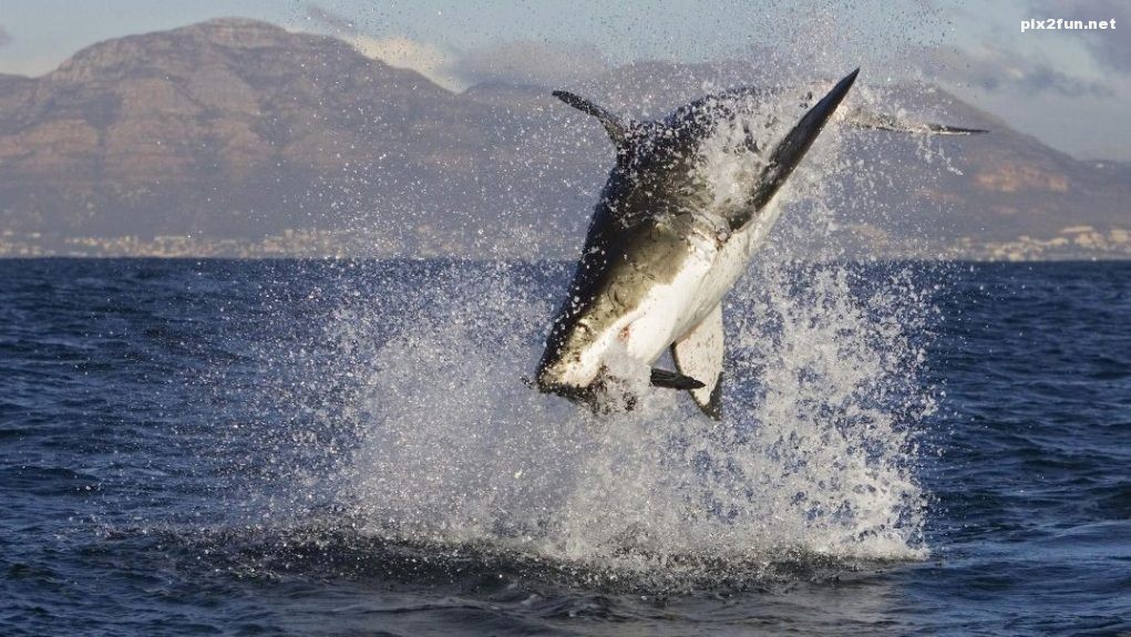 Great_white_shark_attacks1