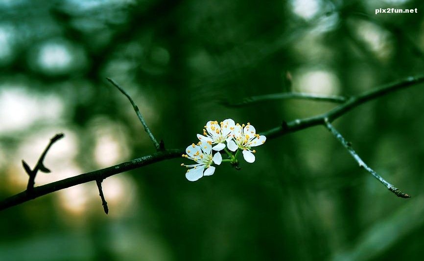 I_believe_in_spring_by_RyoThorn