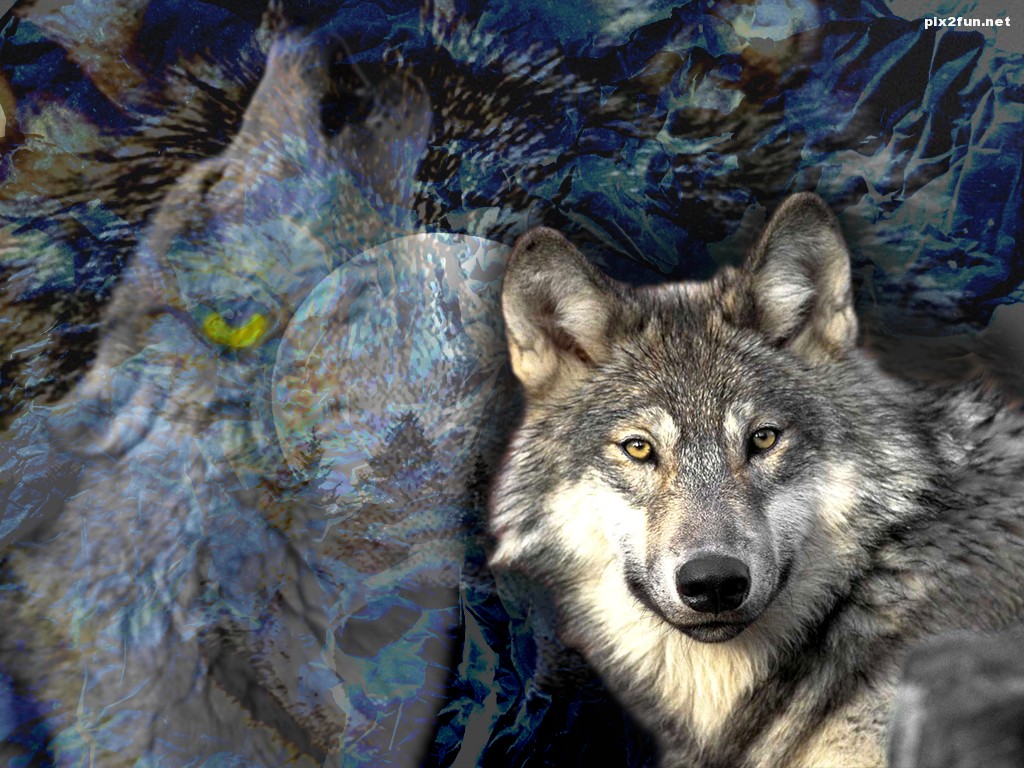 Nature_Wallpaper___Wolf_by_Gojigirl