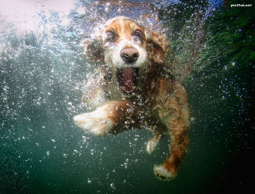 عکسهای جالب از سگ زیر آب