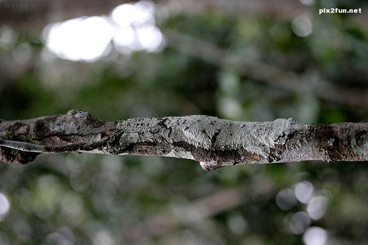 عکس های بسیار زیبا از استتار در طبیعت