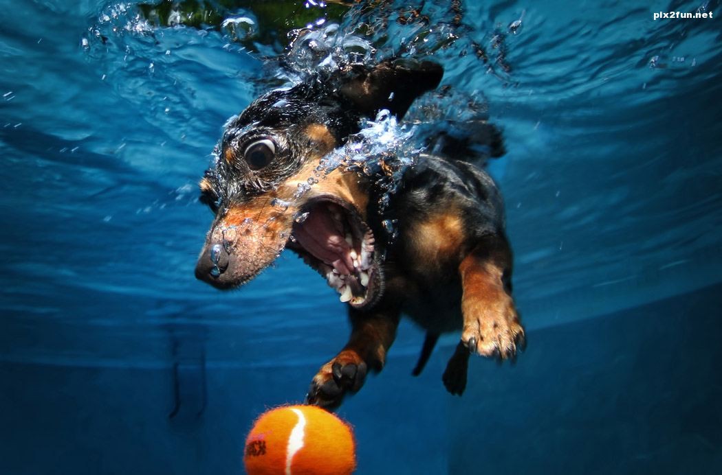 عکسهای جالب از سگ زیر آب