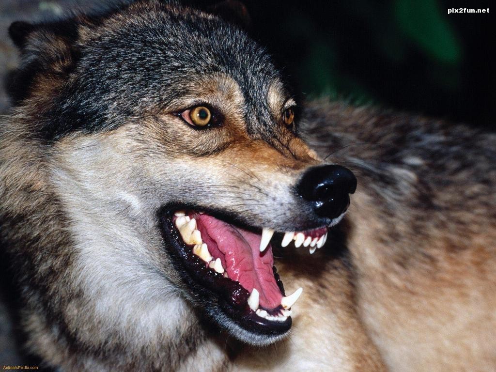 Snarling-Wolf-1