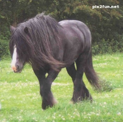 عکس های جدید از اسب های سیاه