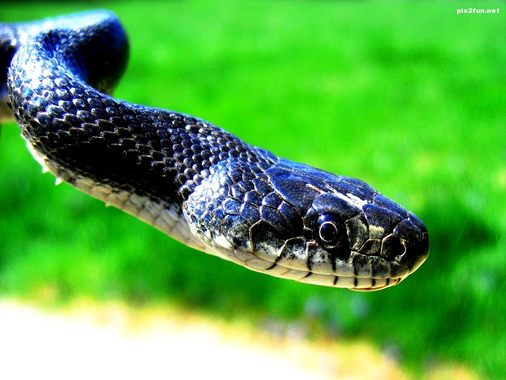 Black Rat Snakes taken at my home in northern MD