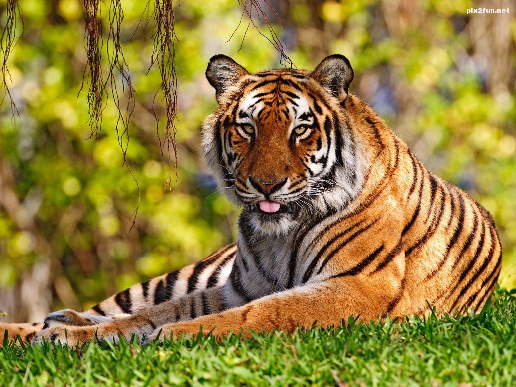 Tiger-relaxing-on-the-grass-wallpaper (1)