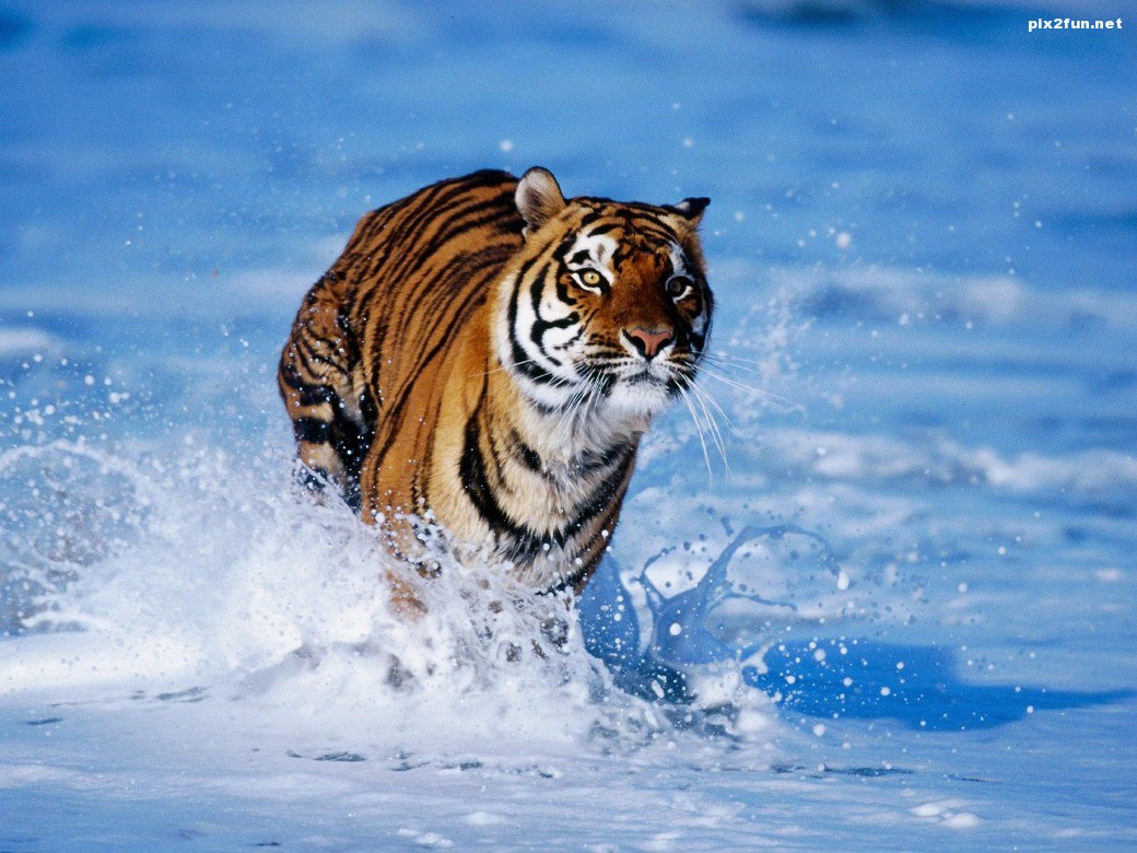 Tiger-running-through-the-water-wallpaper