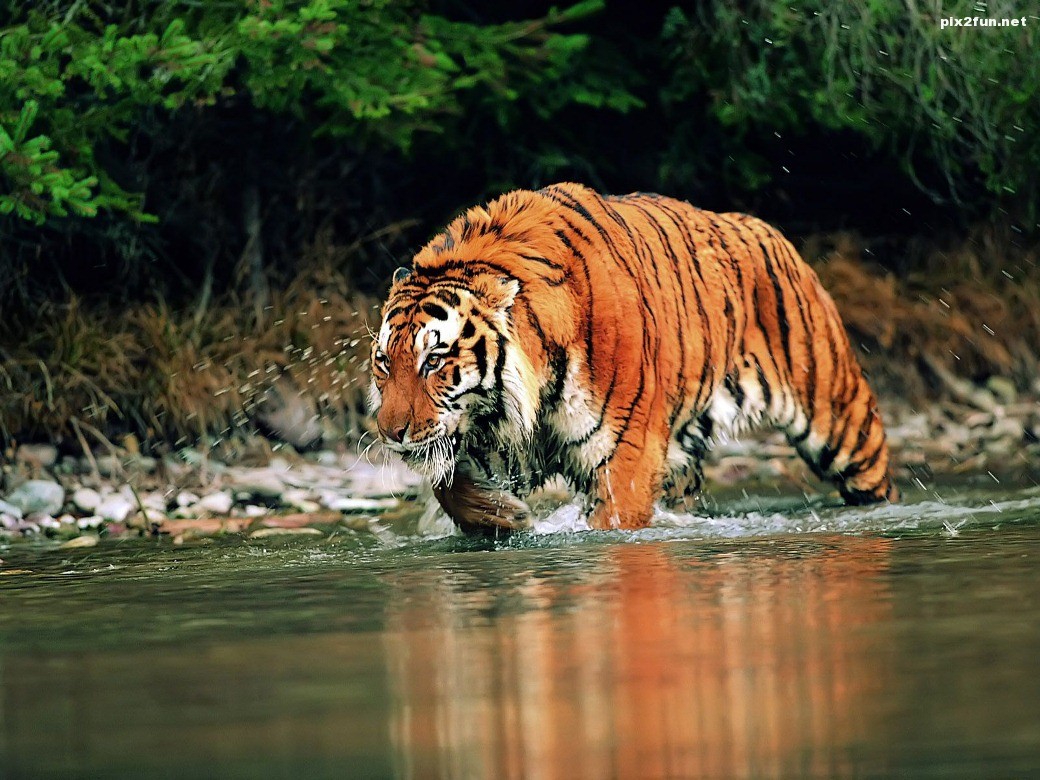 Tiger-walking-throught-the-water-wallpaper