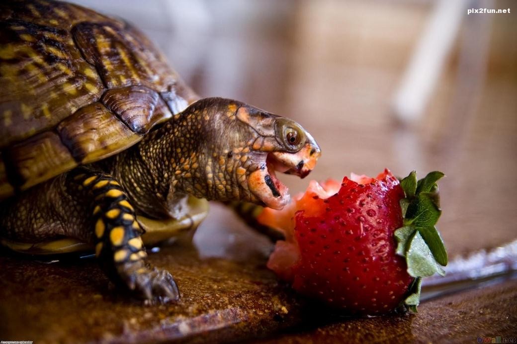 Turtle-Wallpaper-Turtle-Eating-Strawberry