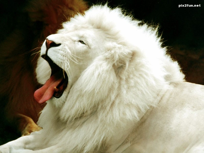 عکس از شیر های سفید