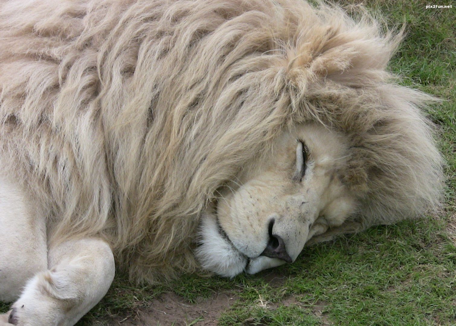 عکس از شیر های سفید