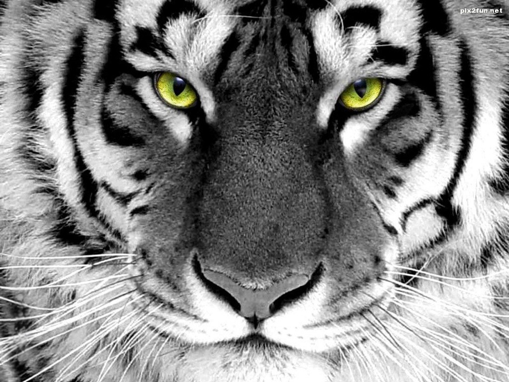 White-tiger-wallpaper-close-up-wallpaper