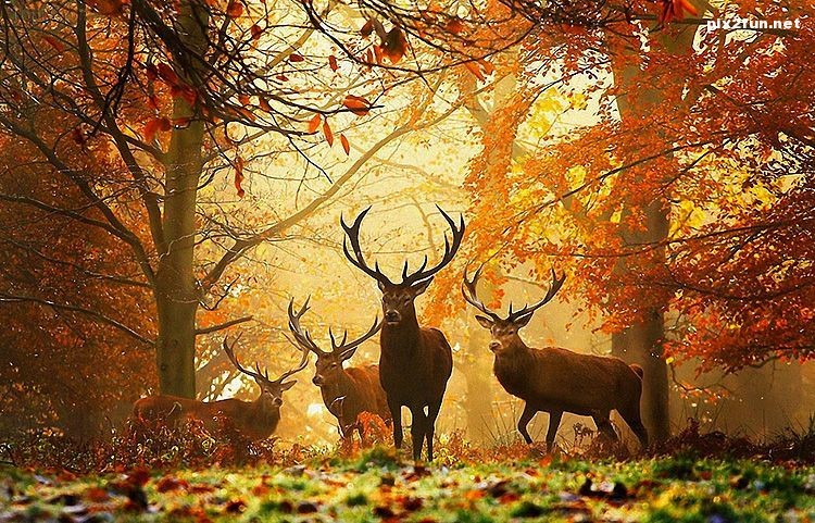 تصاویر واقعی از طبیعت