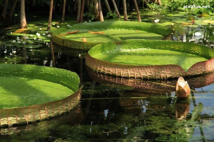 تصاویری از جنگل آمازون