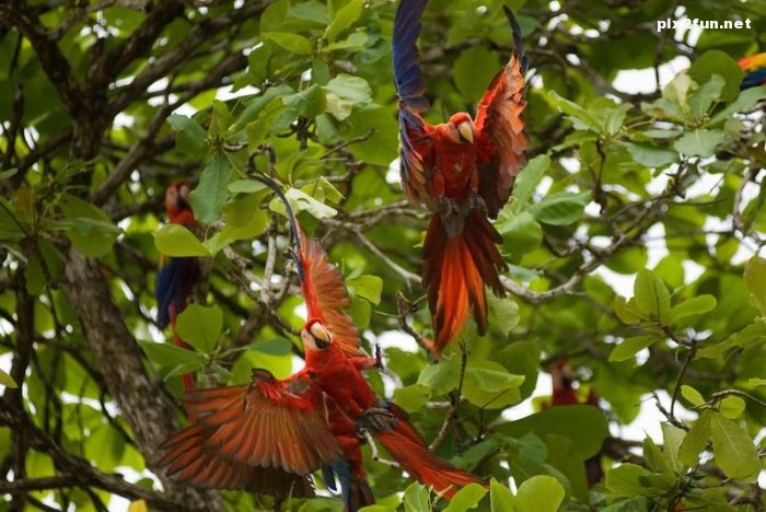 تصاویری از جنگل آمازون