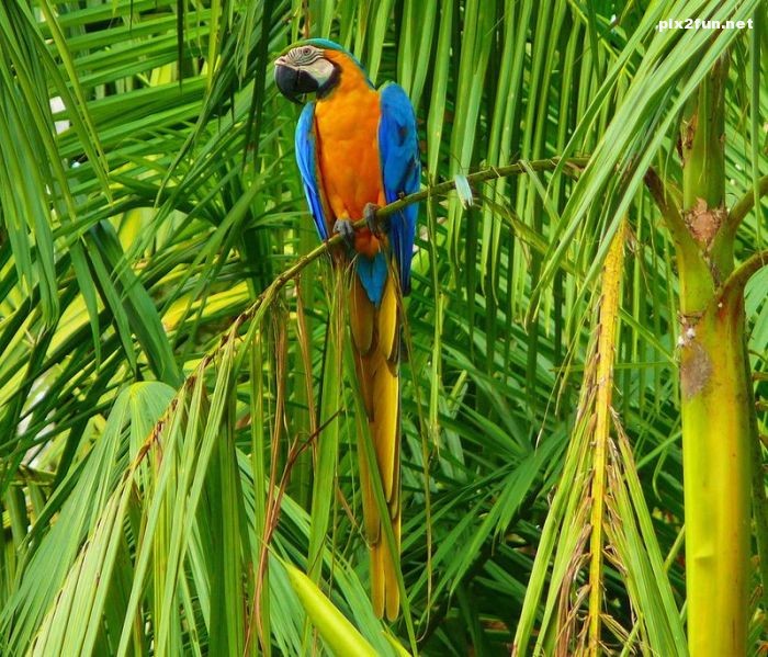 تصاویری از جنگل آمازون